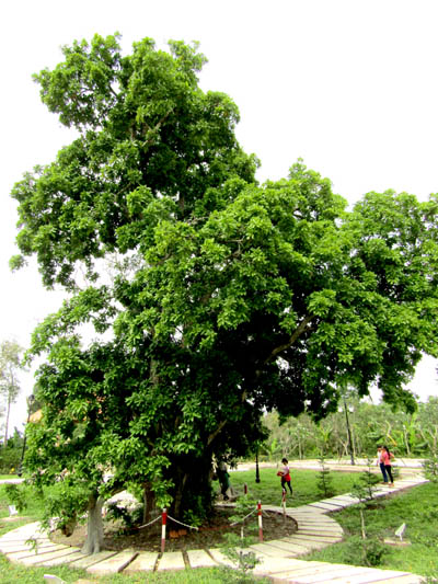 Vì[-]sao[-]Cây[-]Lộc[-]vừng[-]ở[-]Hậu[-]Giang[-]chưa[-]được[-]nhận[-]danh[-]hiệu[-]Cây[-]Di[-]sản[-]Việt[-]Nam?